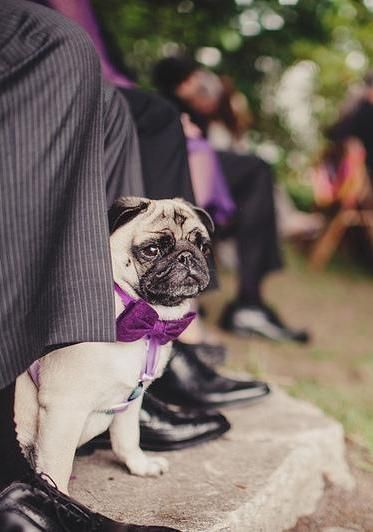 northwest pugs 183 best pugs images on doggies baby pugs and pugs northwest pugs 183 best pugs images on doggies baby pugs and pugs