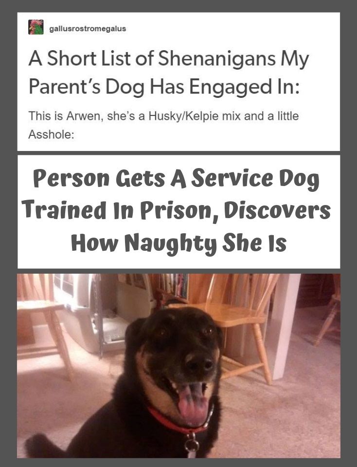 Person Gets A Service Dog Trained In Prison Discovers How