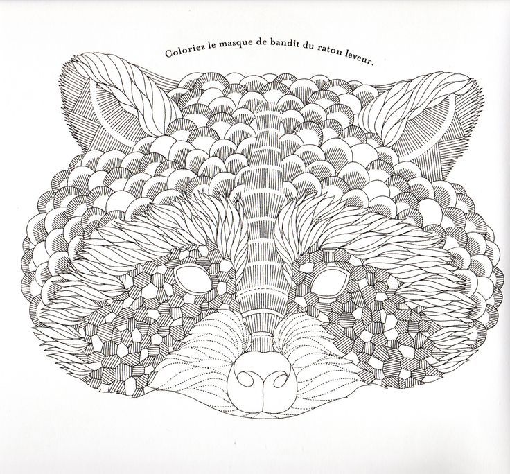 realistic coloring pages raccoon Google Search Animal kingdom