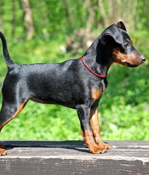 miniature doberman puppies best 25 miniature doberman pinscher ideas on miniature pinscher mini miniature doberman puppies best 25 miniature doberman pinscher ideas on miniature pinscher mini