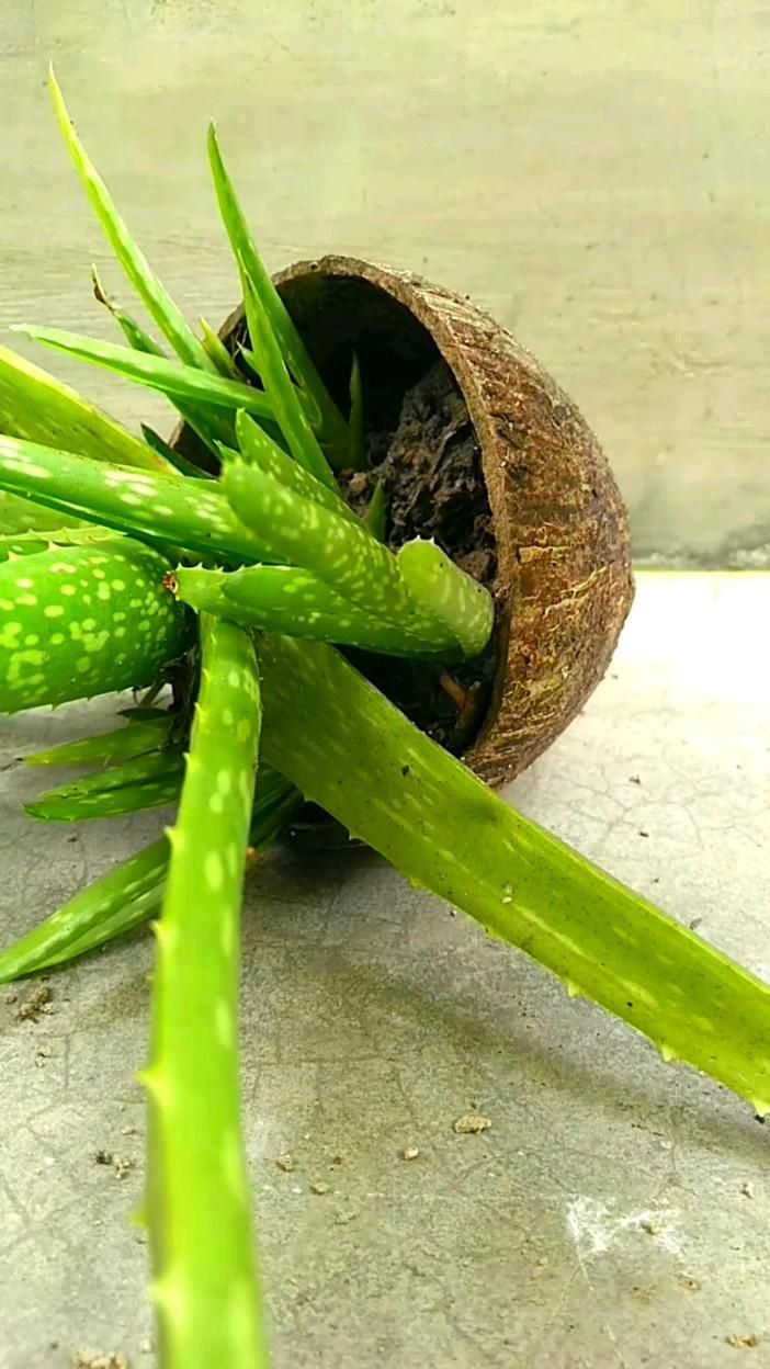 Propagation A Pair Of Aloe Vera 6th August Brown Spots Removal propagation-a-pair-of-aloe-vera-6th-august-brown-spots-removal