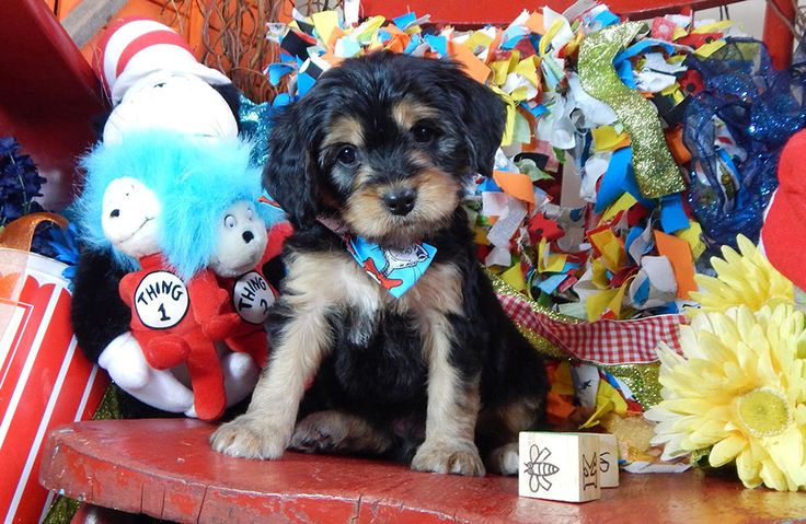cavapoo puppies breeders best 25 cavapoo breeders ideas on cutest puppy teddy puppies and cavapoo puppies breeders best 25 cavapoo breeders ideas on cutest puppy teddy puppies and