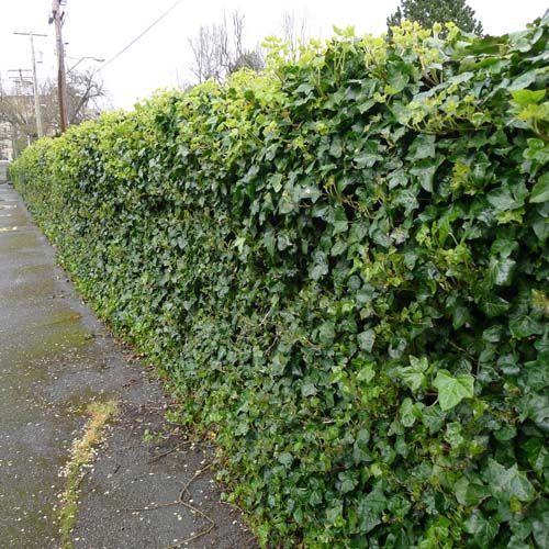 Mark s Dream To Cover The Chainlink Fencing IVY Natural Fence mark-s-dream-to-cover-the-chainlink-fencing-ivy-natural-fence