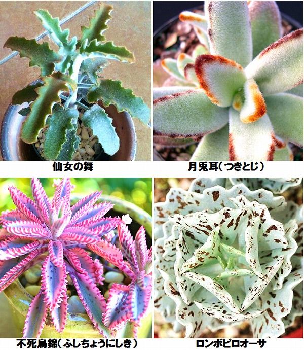 多肉植物の種類 彩り豊かな人気種121選とオシャレな飾り方 多肉植物の種類 多肉植物 多肉植物 増やし方 多肉植物の種類 彩り豊かな人気種121選とオシャレな飾り方 多肉植物の種類 多肉植物 多肉植物 増やし方