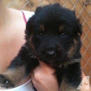 australian shepherd x rottweiler 9 best cute images on pinterest animals adorable animals and nature australian shepherd x rottweiler 9 best cute images on pinterest animals adorable animals and nature