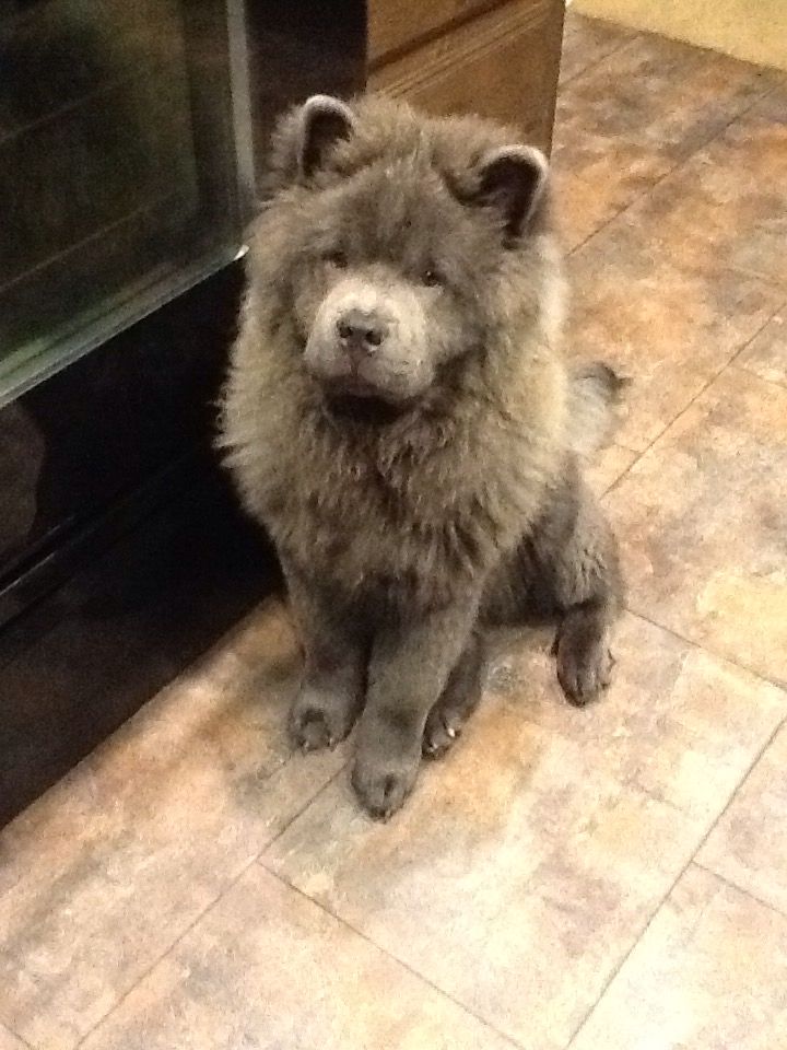 fuzzy chow chow puppy best 25 chow chow mix ideas only on german dogs westie puppies and fuzzy chow chow puppy best 25 chow chow mix ideas only on german dogs westie puppies and