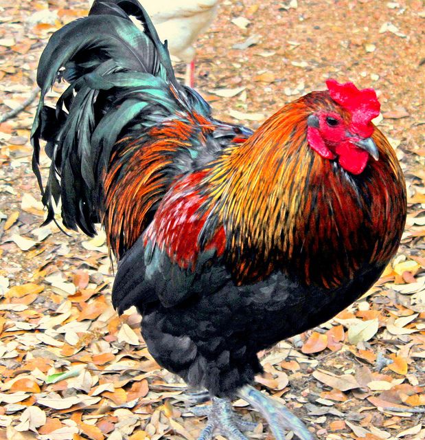 About Rhode Island Red Chickens About Rhode Island Red Chickens