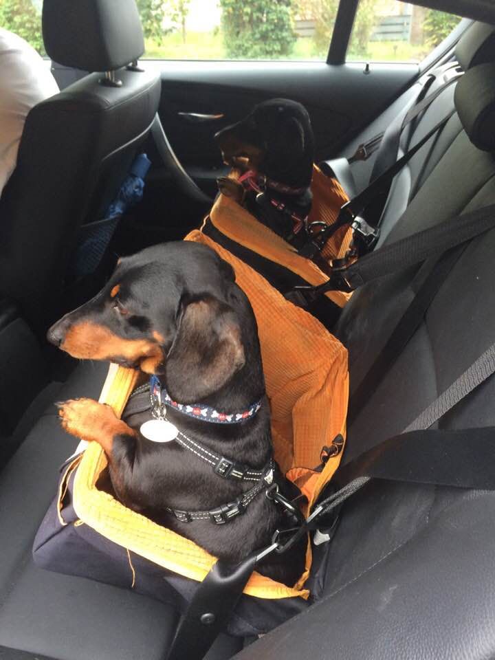 Dachshund Puppies With Great Acting Potential Minipet Online