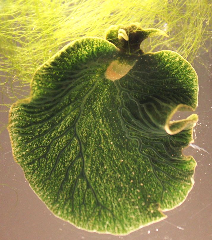 Sea Slug That Looks Like A Leaf Steals Genes To Become Animal Plant Hybrid Sea Slug Plants Slugs