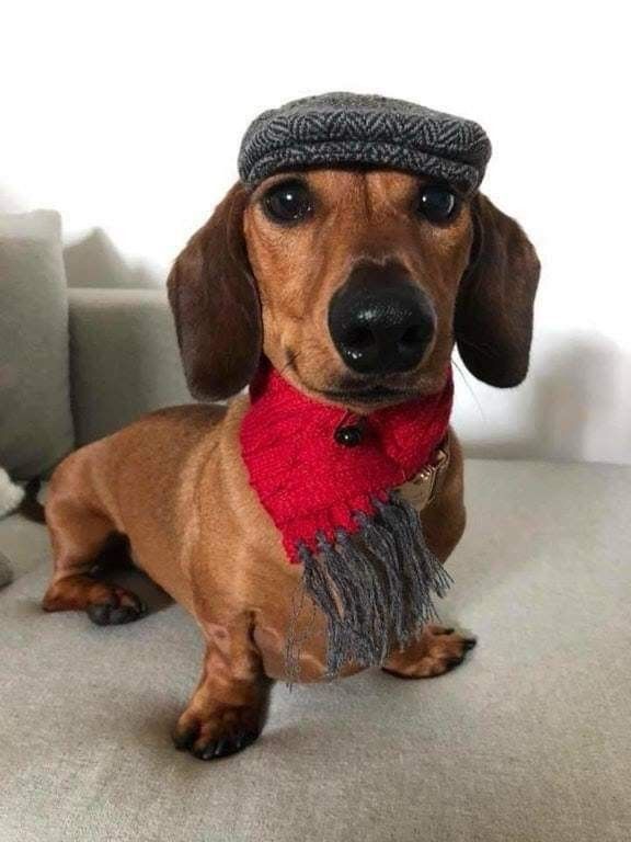 Dapper Dachshund Weenie Dogs Dachshund Dog Dachshund Puppies