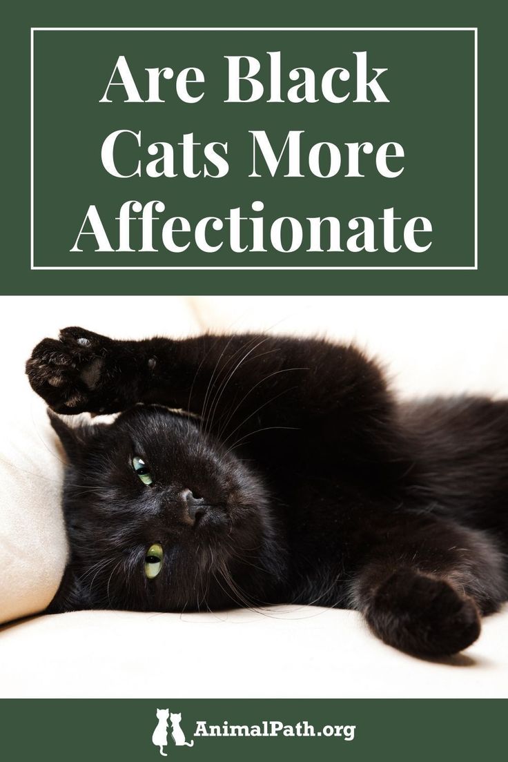 A Black Cat Laying On Top Of A White Pillow With The Words Are Black a-black-cat-laying-on-top-of-a-white-pillow-with-the-words-are-black