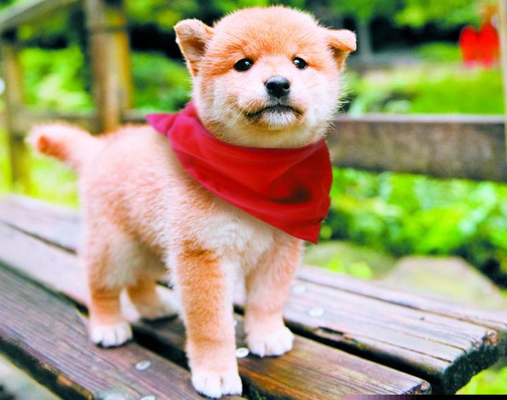 殿様の試写室 Cute Animals Cute Dogs Cuddly Animals 殿様の試写室 Cute Animals Cute Dogs Cuddly Animals