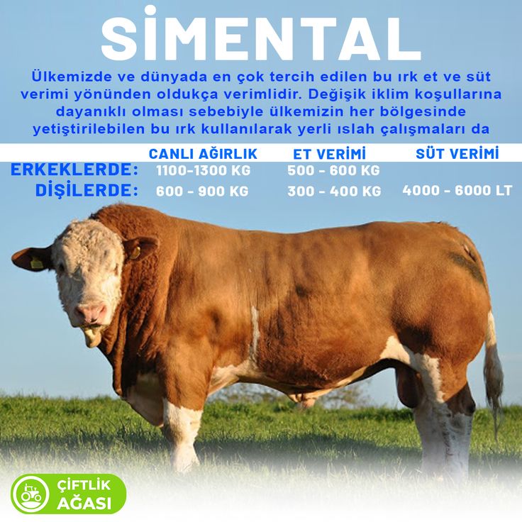 simental bilgi danca simental bilgi danca