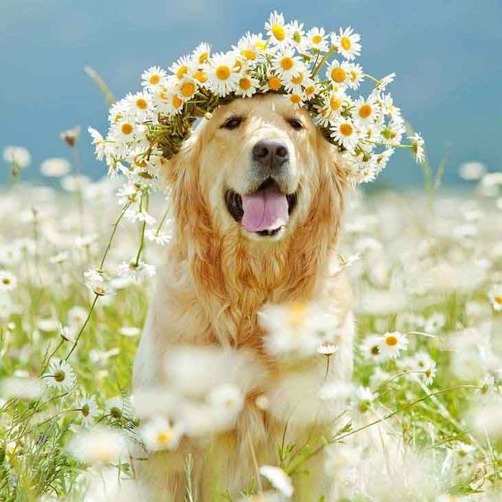 golden retriever names boy unique names puppy names for your boy flower children and animal golden retriever names boy unique names puppy names for your boy flower children and animal