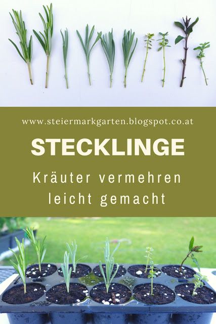66 best Pflanzen Pflege images on Pinterest Container garden - gartenpflanzen winterhart immergrun 66 best Pflanzen Pflege images on Pinterest Container garden - gartenpflanzen winterhart immergrun