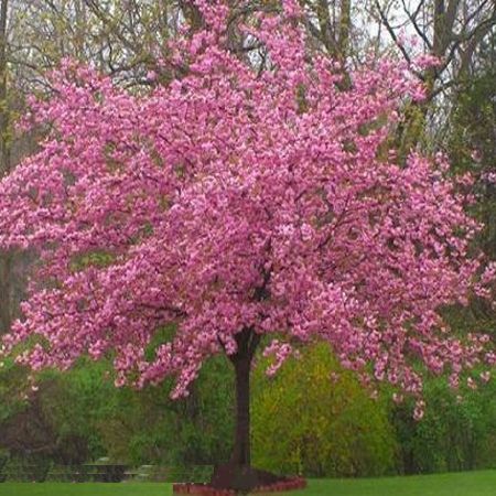 Yoshino Flowering Cherry Blossom Trees Can Live To Be Over 100 Years Yoshino Flowering Cherry Blossom Trees Can Live To Be Over 100 Years And Annually Early Spring Explode With Beautiful Colored Fl
