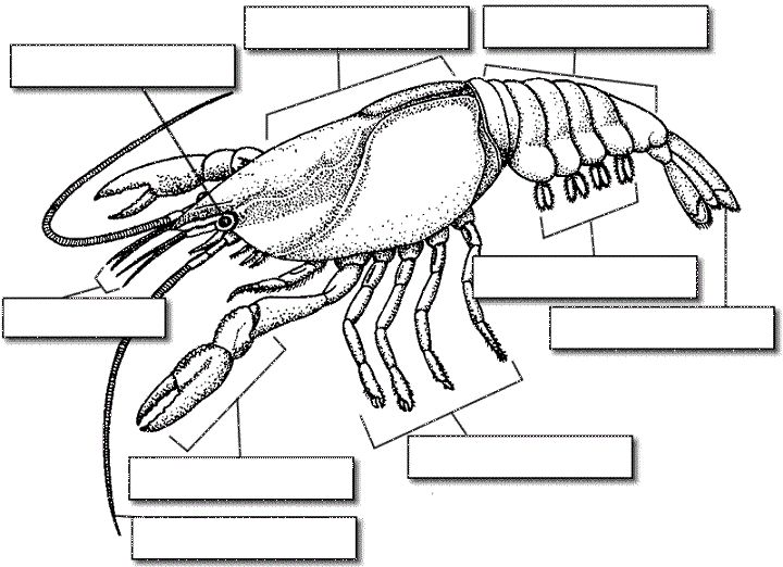 Diagram of crayfish