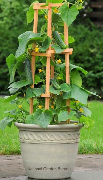 Best 25 Container ve able gardening ideas on Pinterest Best 25 Container ve able gardening ideas on Pinterest