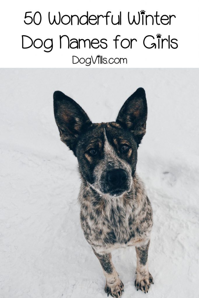 100 Wonderful Winter Dog Names Dog Names Girl Dog Names Winter Dog 100-wonderful-winter-dog-names-dog-names-girl-dog-names-winter-dog