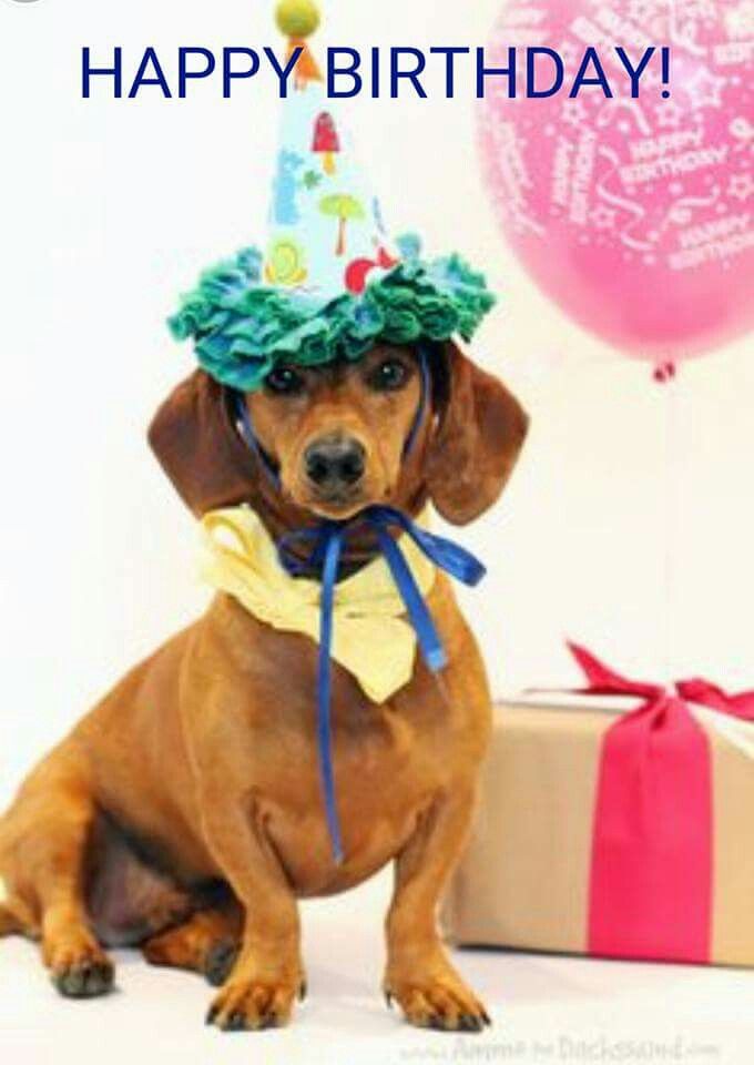 Dachshund with birthday hat