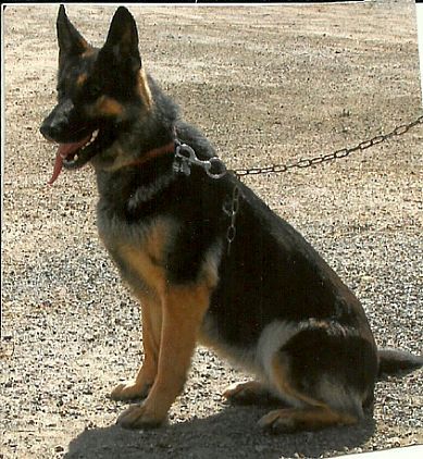 belgian shepherd dog price in pakistan best 25 alsatian puppies for sale ideas on pinterest pupper belgian shepherd dog price in pakistan best 25 alsatian puppies for sale ideas on pinterest pupper