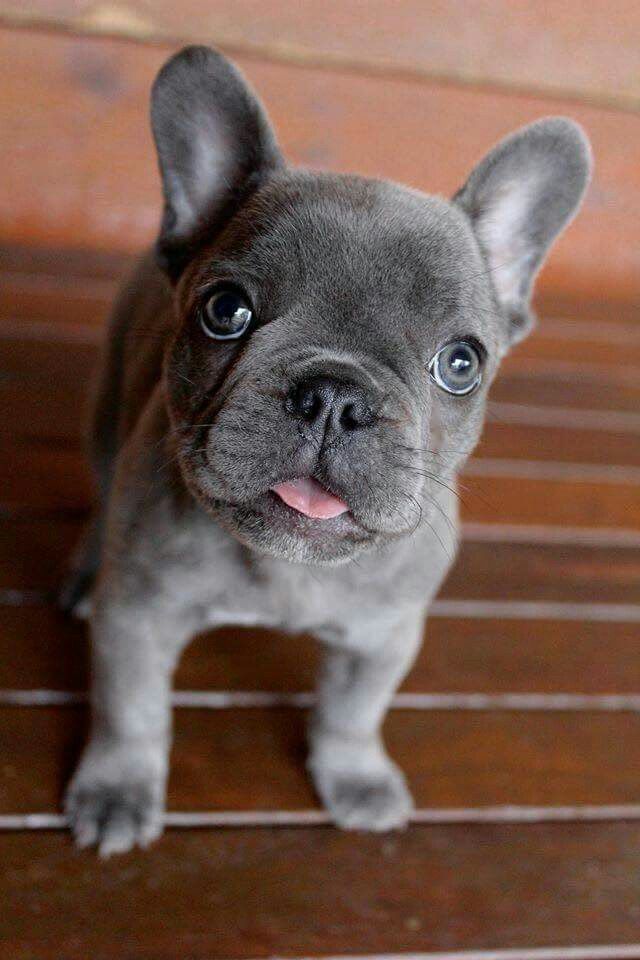 Frenchie Puppy Goldenpuppy Bulldog Puppies French Bulldog