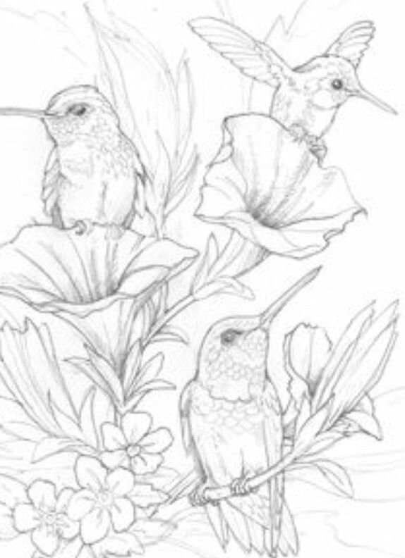91 best Coloring Books for Adults images on Pinterest Coloring - best of coloring pages adults birds 91 best Coloring Books for Adults images on Pinterest Coloring - best of coloring pages adults birds