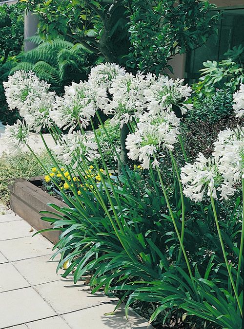 569 best gardens: plants images on pinterest | plants, flowers and 569 best gardens: plants images on pinterest | plants, flowers and