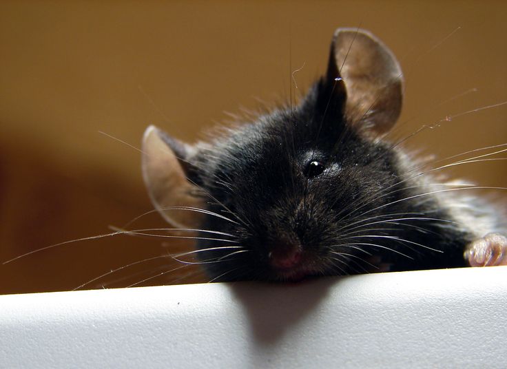 cute mice pictures