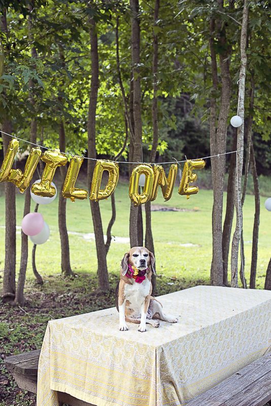 Pawsitively Amazing Whiskey Rose The Beagle Dog Tags Dog