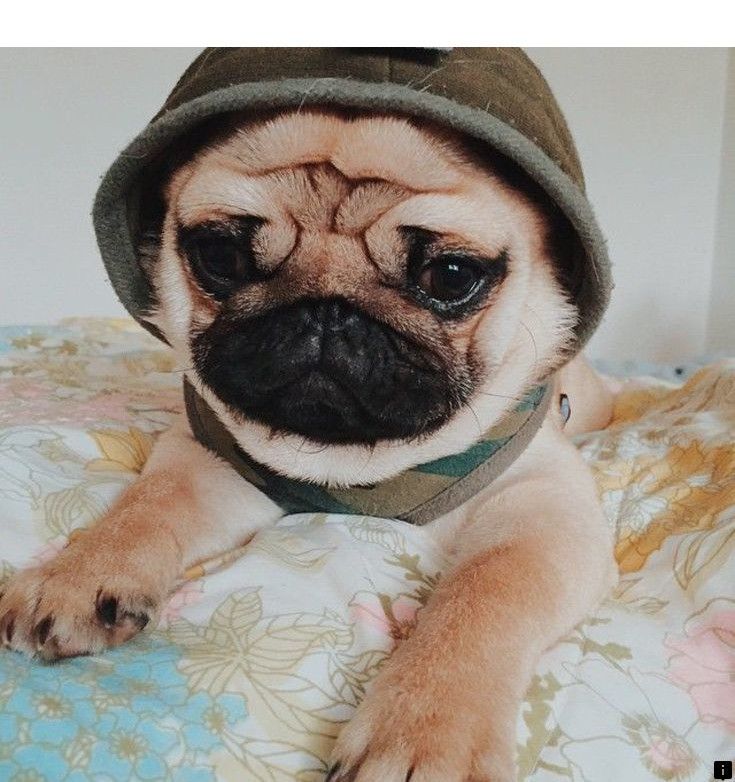 Want To Know More About Mini Pugs For Please Click Here About Mini Pugs For Please Click
