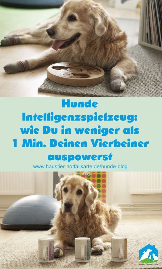 Super genial, da muss dein Hund sein Köpfchen anstrengen. Denkspiele für die I...