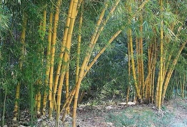 Huge 80 Seeds Pack Giant Phyllostachys Scens Moso Bamboo Huge 80 Seeds Pack Giant Phyllostachys Scens Moso Bamboo Hardy