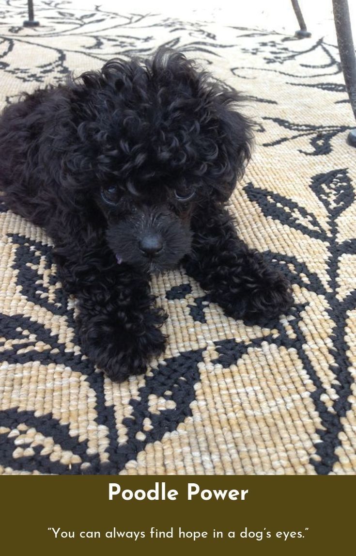 The Better I Get To Know Men The More I Find Myself Loving Dogs