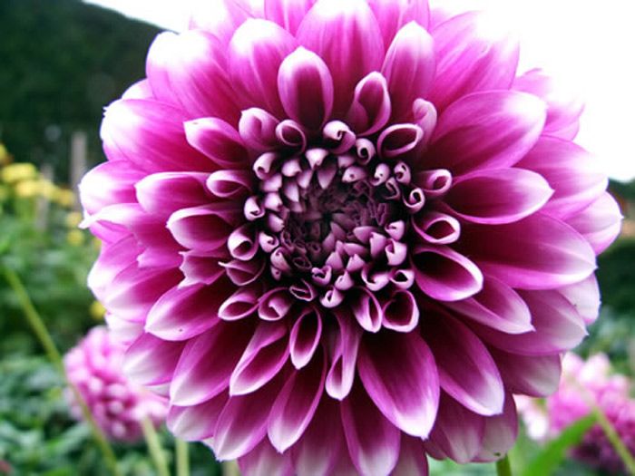 244 Best Weddings Images On Pinterest Purple Fall Flowers For Your Wedding Bouquet Or Event Decor