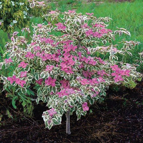 all year shrubs 28 images 276 best shrubs images on pinterest gardening plants shrubs all year shrubs 28 images 276 best shrubs images on pinterest gardening plants shrubs
