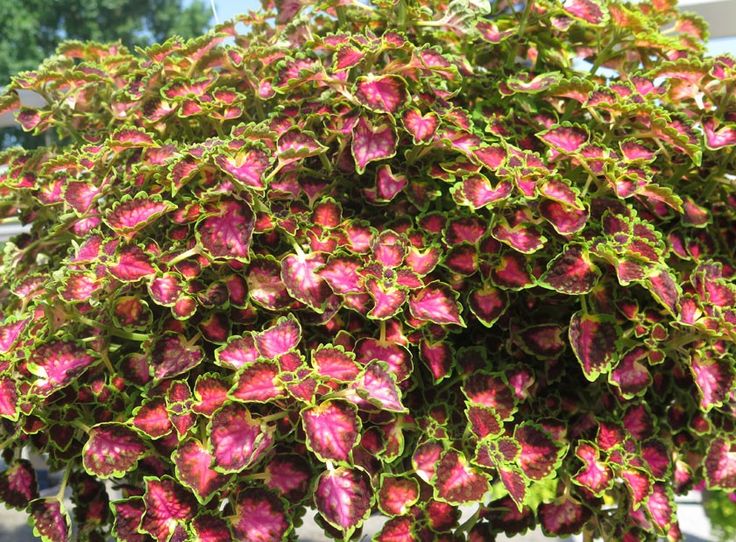 Coleus (Great Falls Series) 'Angel' -Trailing form. | Fallen angel ...