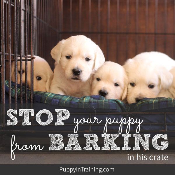 how to stop puppy from barking in crate