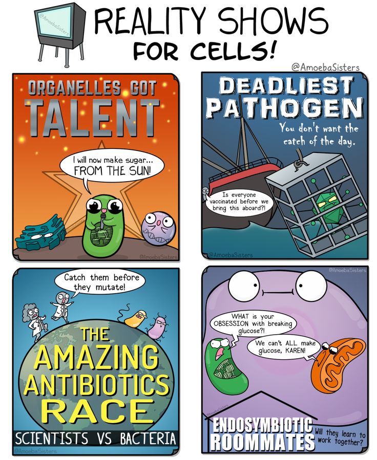 Food web handout made by Amoeba Sisters. Click to visit