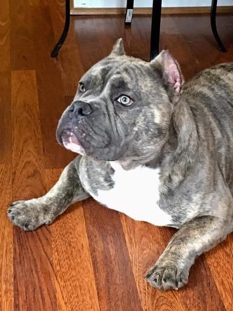 Adopt Groot On Rescue Dogs Pet Adoption Adoption