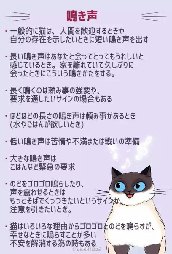 Pin By 小林雅子 On ぬことその仲間 Soft Kitty Warm Kitty Warrior Cats Cat Comics Pin By 小林雅子 On ぬことその仲間 Soft Kitty Warm Kitty Warrior Cats Cat Comics