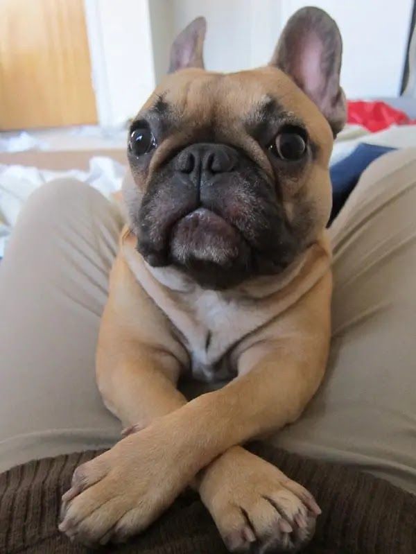 14 Reasons French Bulldogs Are The Worst Indoor Dog Breed Of All