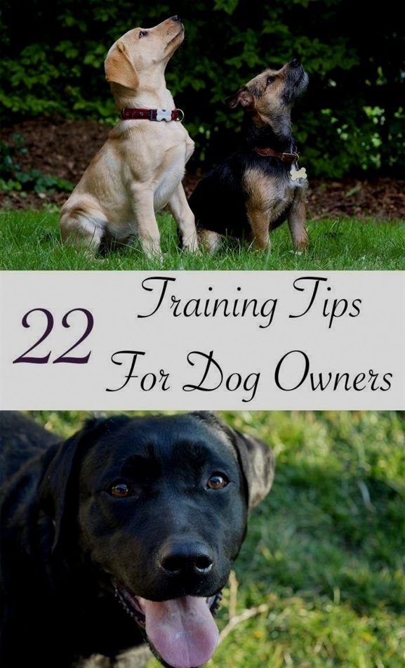 Dog Training Bite Suit Dog Training Oakland Dog Training 47130