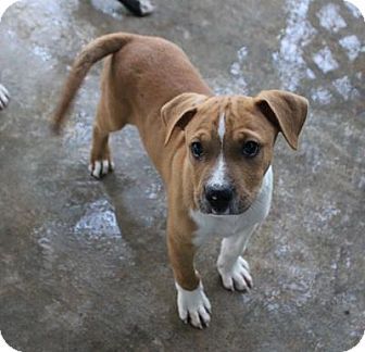 Chicago, Illinois Boxer. Meet Alexander, a for adoption