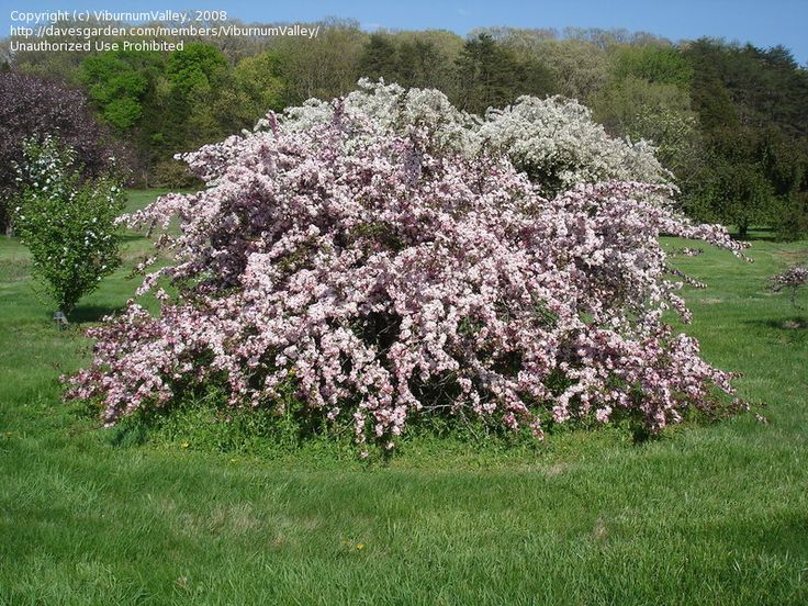 u of mn cherry trees sargent s crabapple candymint malus sargentii resistant to scab says u of mn crabapple u of mn cherry trees sargent s crabapple candymint malus sargentii resistant to scab says u of mn crabapple