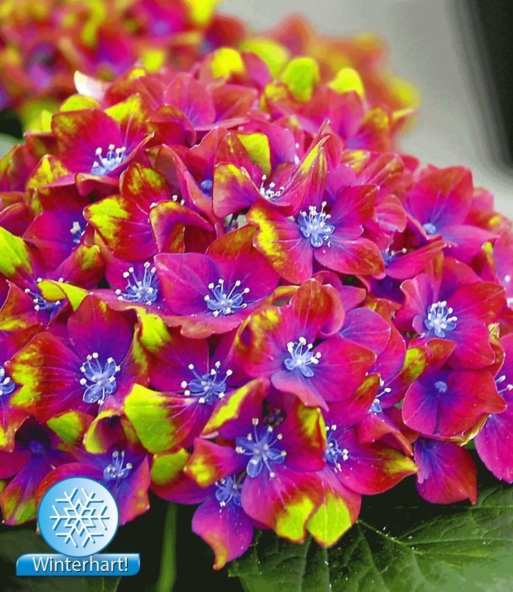 Die besten 25+ Mein schöner garten spezial Ideen auf Pinterest - abo mein schoner garten Die besten 25+ Mein schöner garten spezial Ideen auf Pinterest - abo mein schoner garten