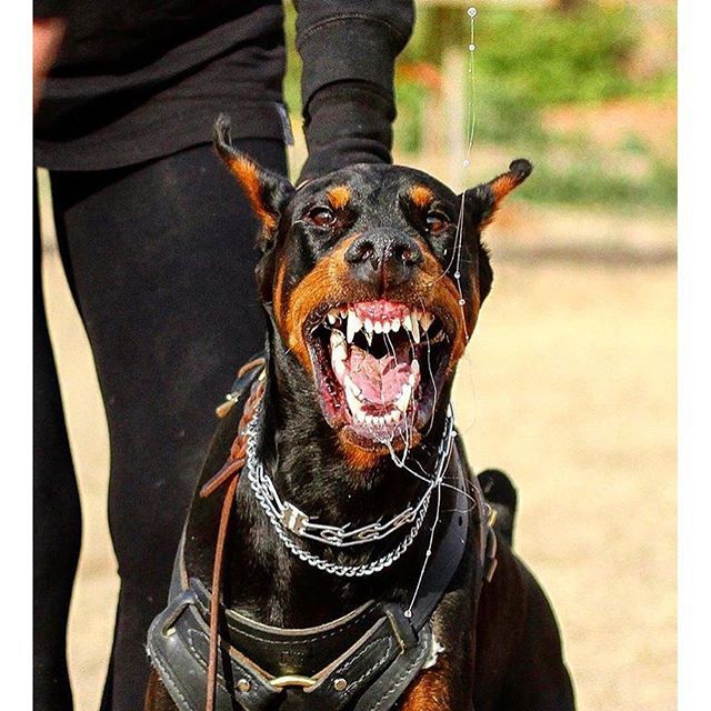 Doberman With Images Doberman Pinscher Doberman Dogs Doberman