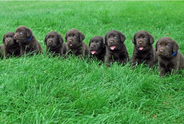 Chocolate Labrador Retriever Puppies Colorado Chocolate Labrador Retriever Puppies Colorado
