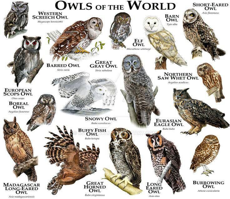 Pin op Owls