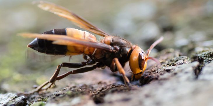 Yellow Jacket Wasp Hornet Activity Very High Burns Feed Store Types Of Bees Pest Control Bee